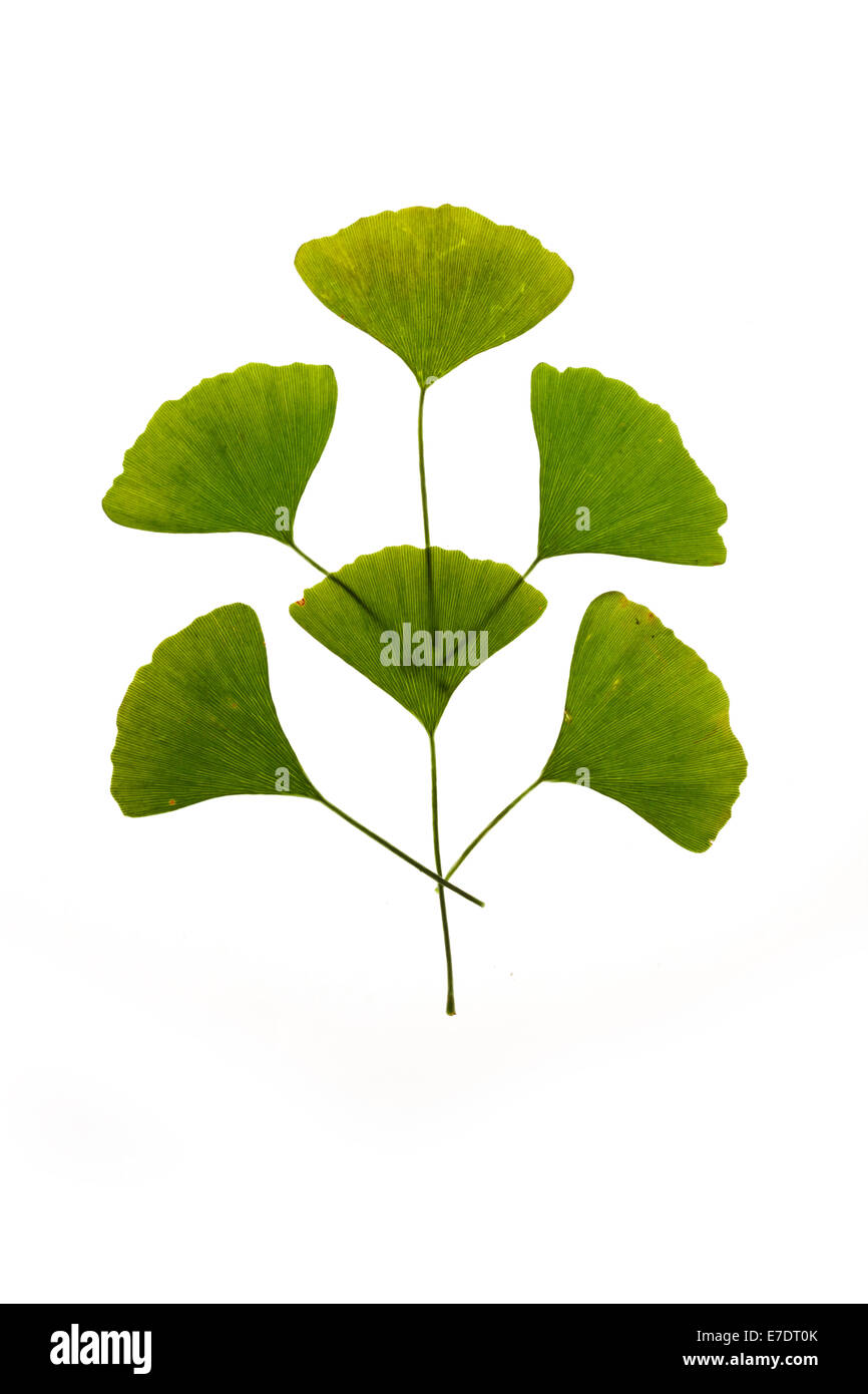 Close-up of Fruit Ginkgo Biloba Banque D'Images