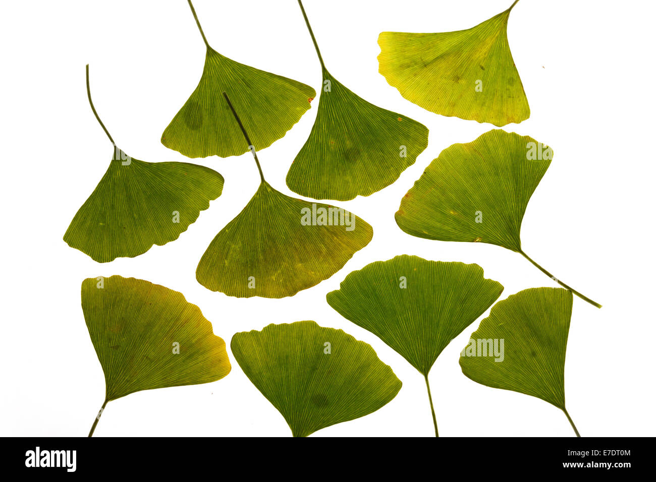 Close-up of Fruit Ginkgo Biloba Banque D'Images