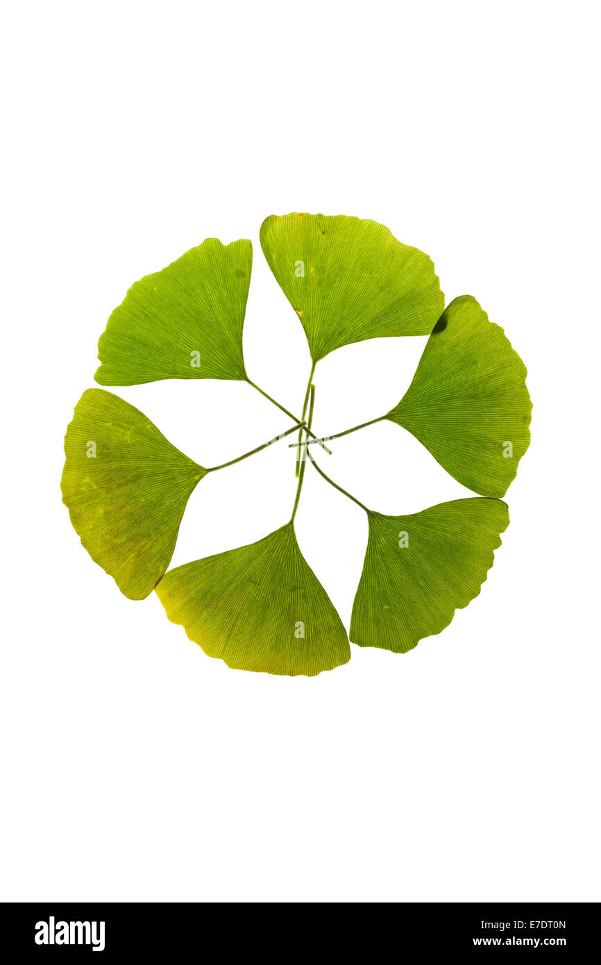 Close-up of Fruit Ginkgo Biloba Banque D'Images