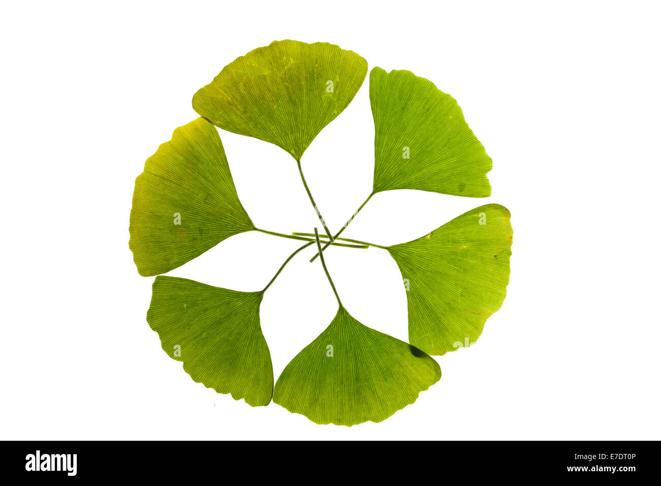 Close-up of Fruit Ginkgo Biloba Banque D'Images