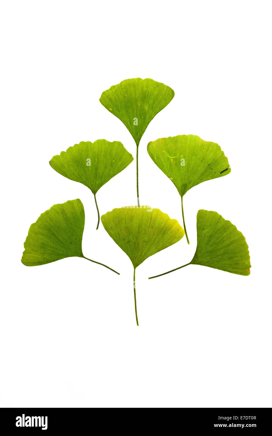 Close-up of Fruit Ginkgo Biloba Banque D'Images