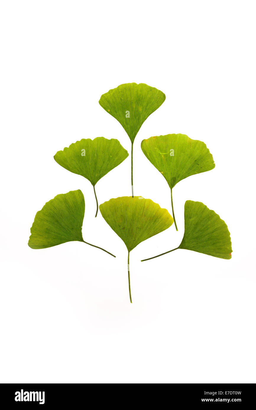 Close-up of Fruit Ginkgo Biloba Banque D'Images