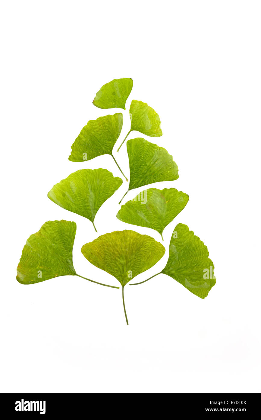 Close-up of Fruit Ginkgo Biloba Banque D'Images