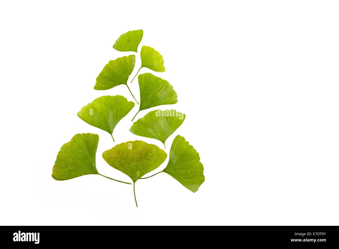 Close-up of Fruit Ginkgo Biloba Banque D'Images