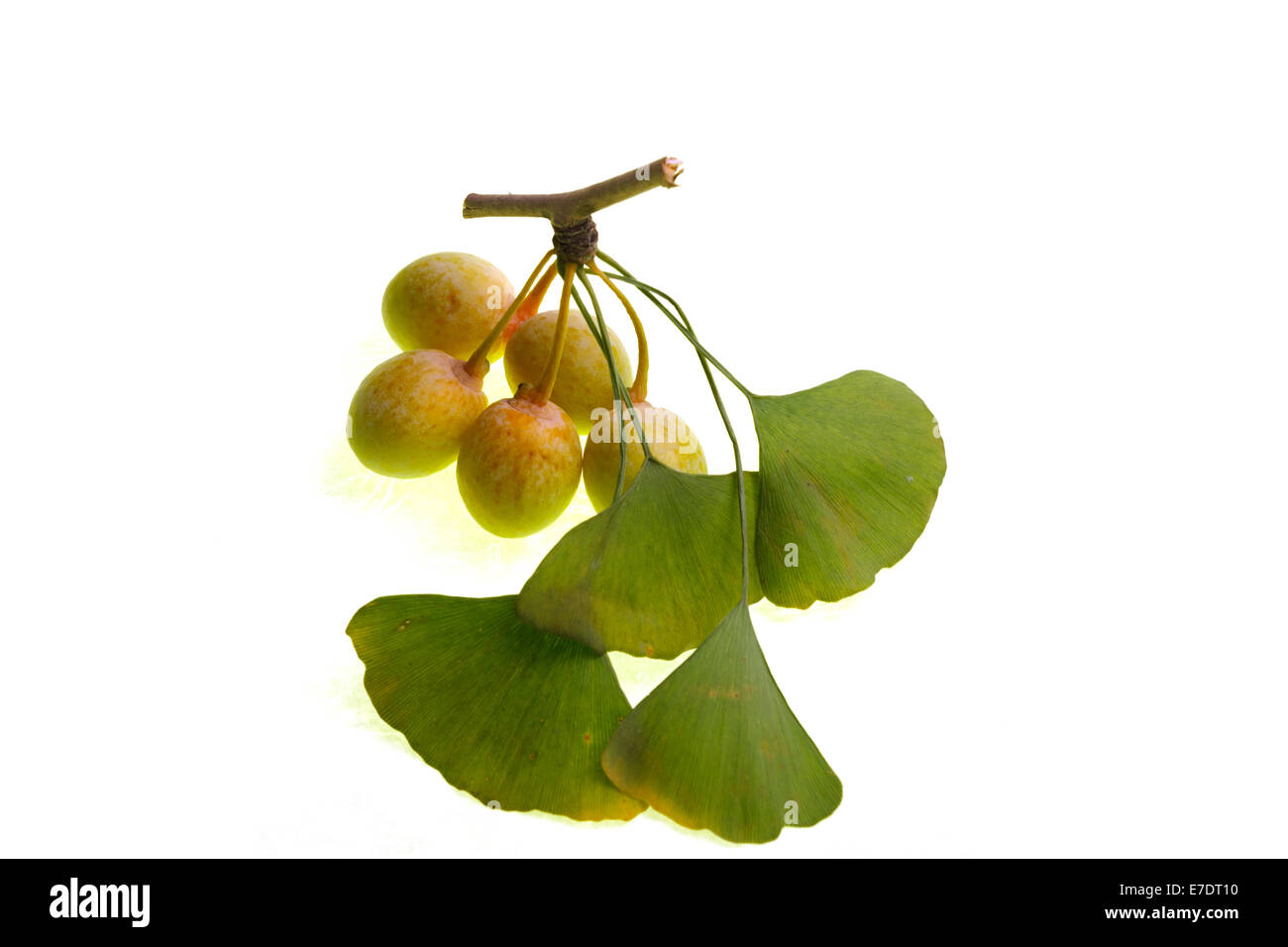 Close-up of Fruit Ginkgo Biloba Banque D'Images