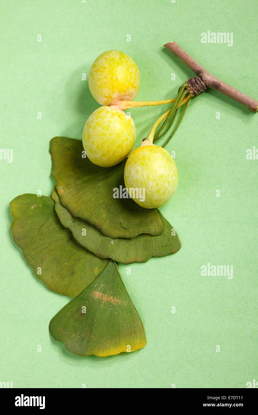 Close-up of Fruit Ginkgo Biloba Banque D'Images