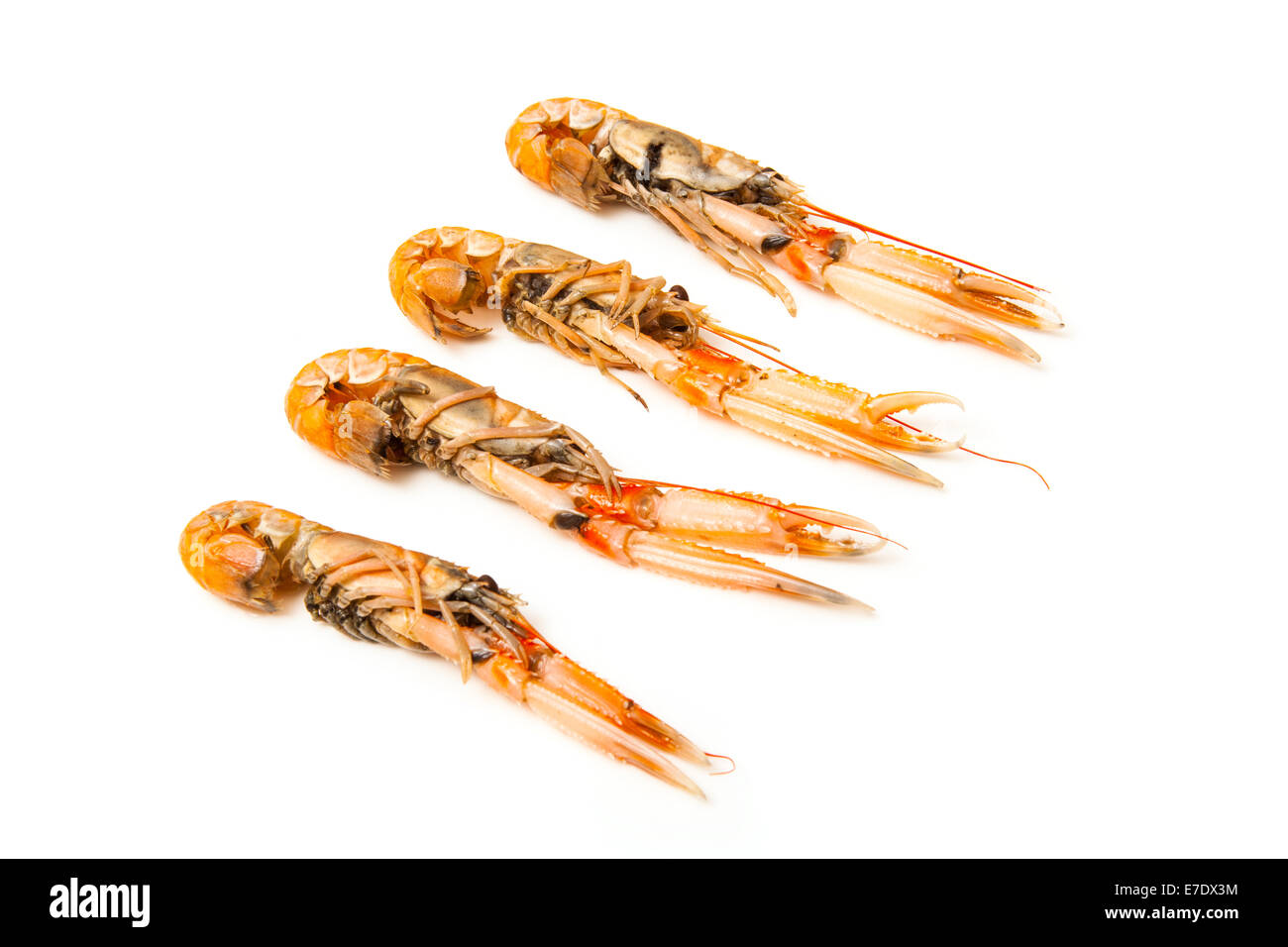 La langoustine (Nephrops norvegicus),Dublin Bay Prawn ou de langoustine isolated on a white background studio. Banque D'Images