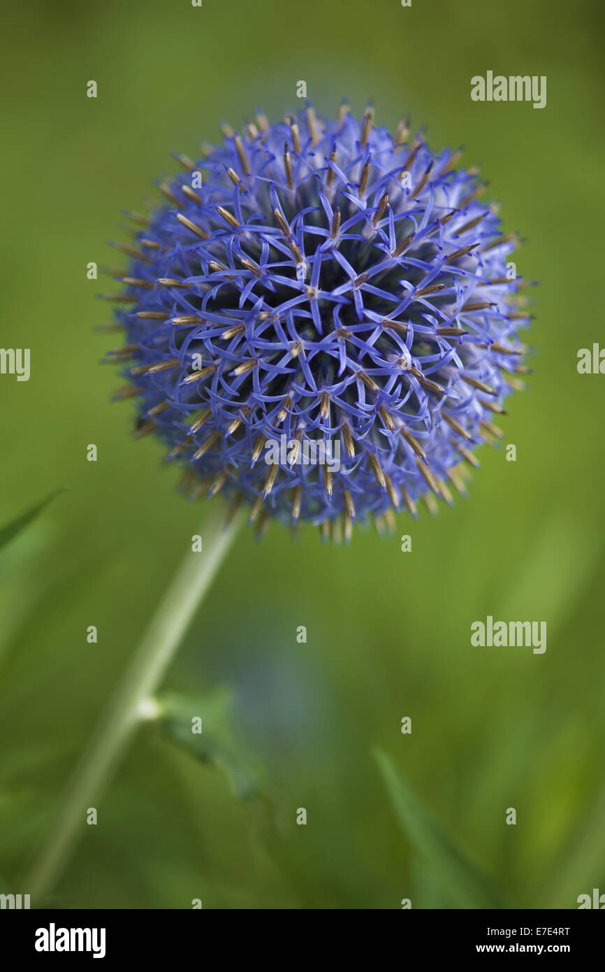 Globe thistle, echinops spec. Banque D'Images