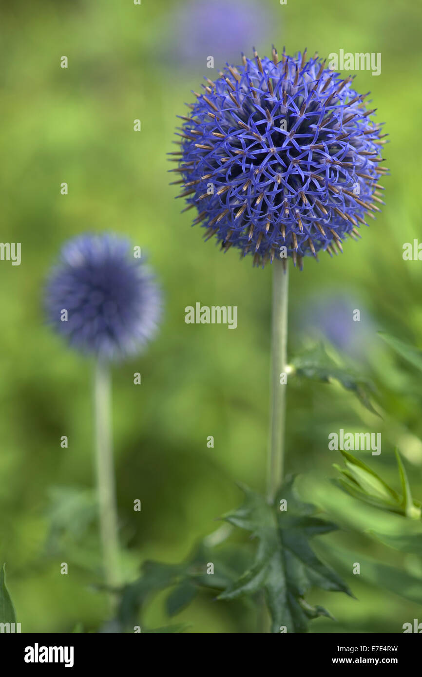 Globe thistle, echinops spec. Banque D'Images
