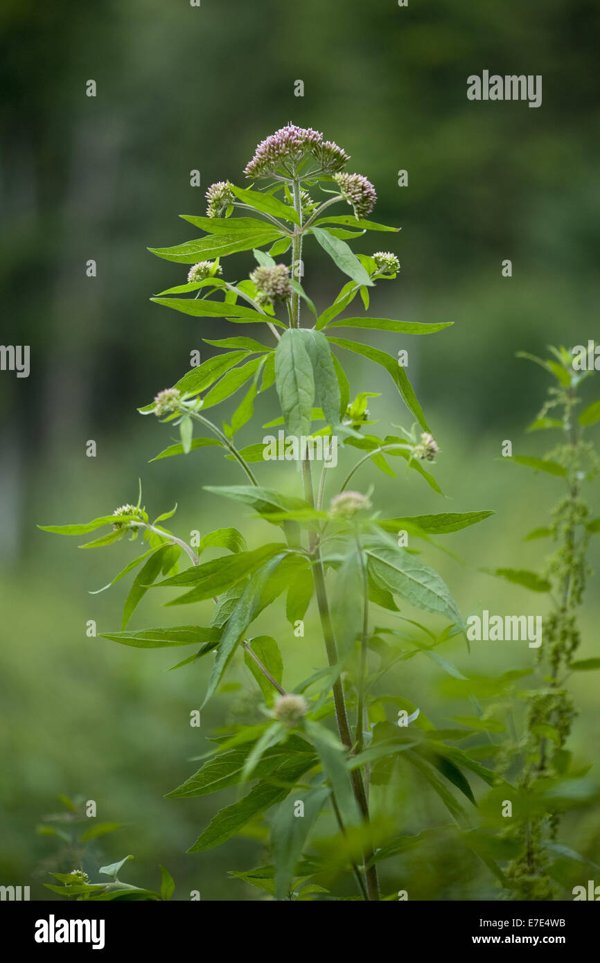 Chanvre-Eupatorium cannabinum, agrimony Banque D'Images