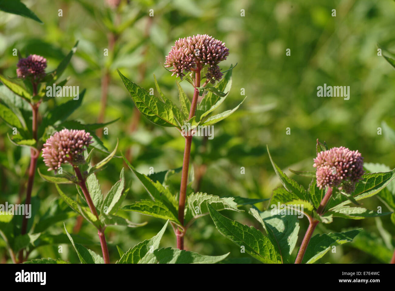 Chanvre-Eupatorium cannabinum, agrimony Banque D'Images