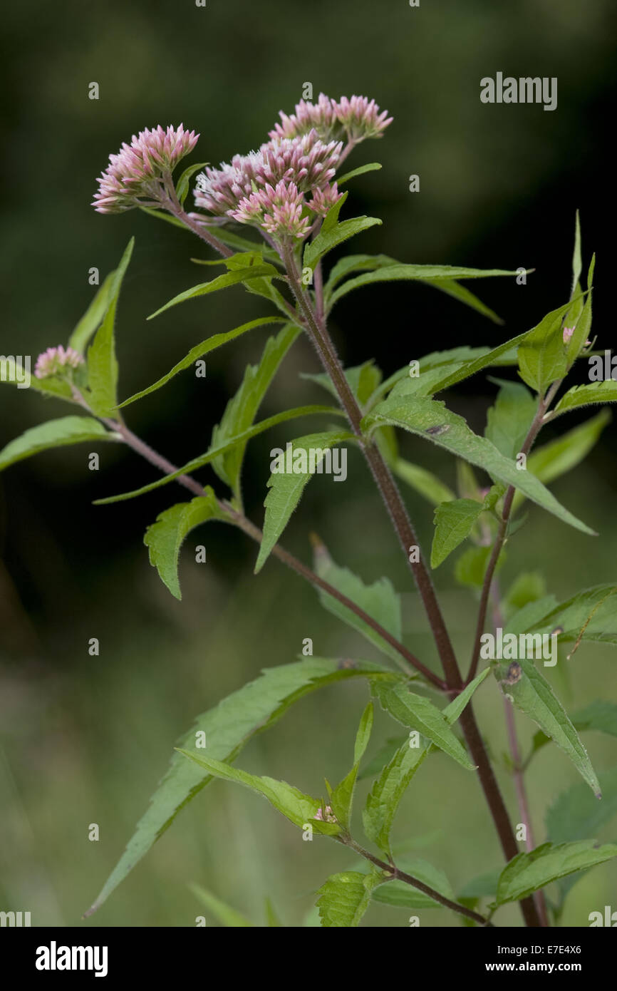 Chanvre-Eupatorium cannabinum, agrimony Banque D'Images