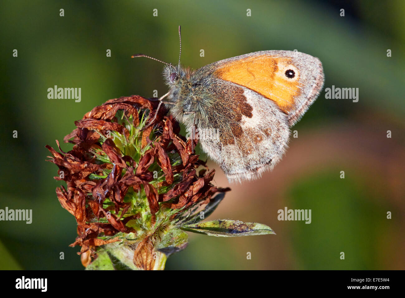 Papillon Small Heath. Hurst Meadows, West Molesey, Surrey, Angleterre. Banque D'Images