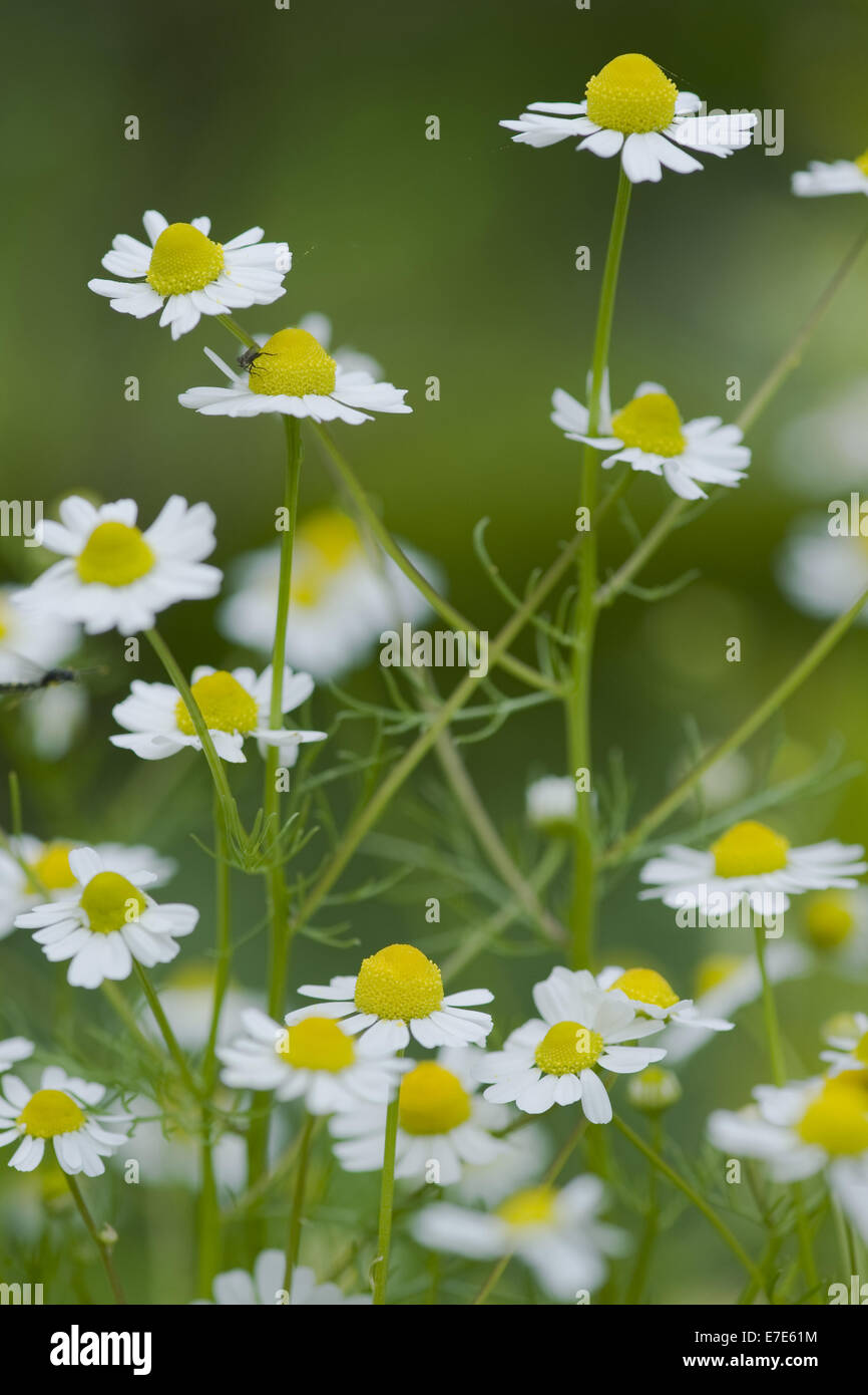 La camomille allemande, matricaria recutita Banque D'Images