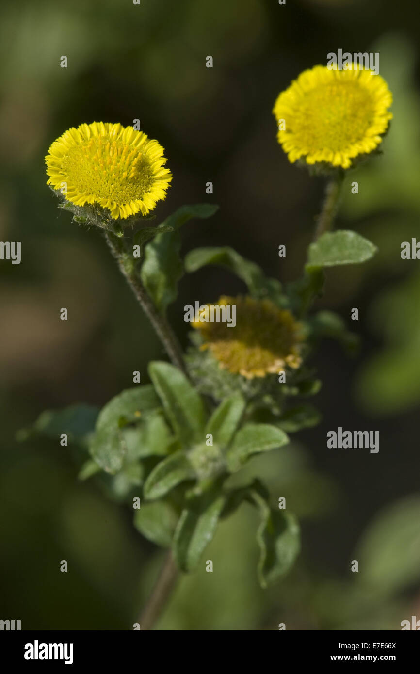 Petit fleabane, pulicaria vulgaris Banque D'Images