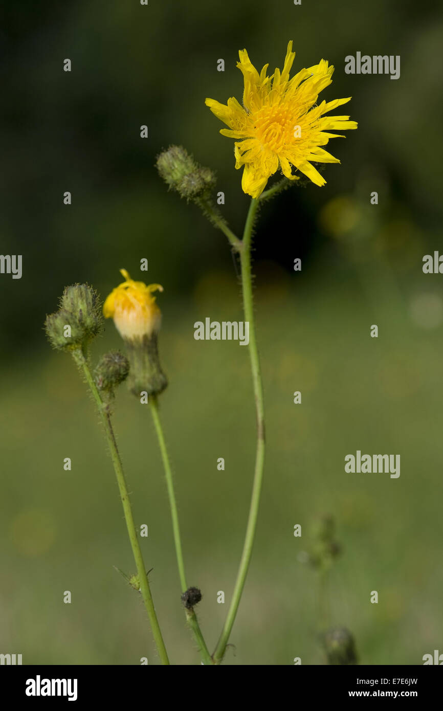 Des champs de maïs, Sonchus arvensis Banque D'Images