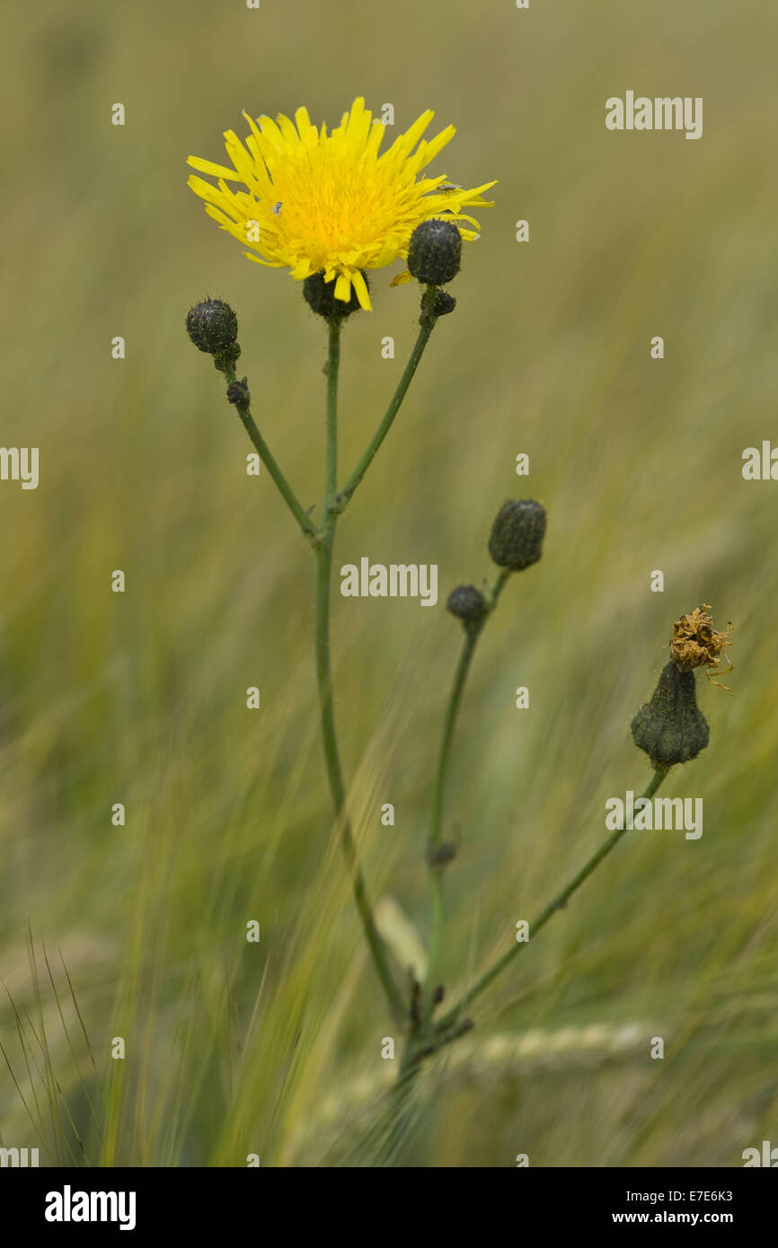 Des champs de maïs, Sonchus arvensis Banque D'Images