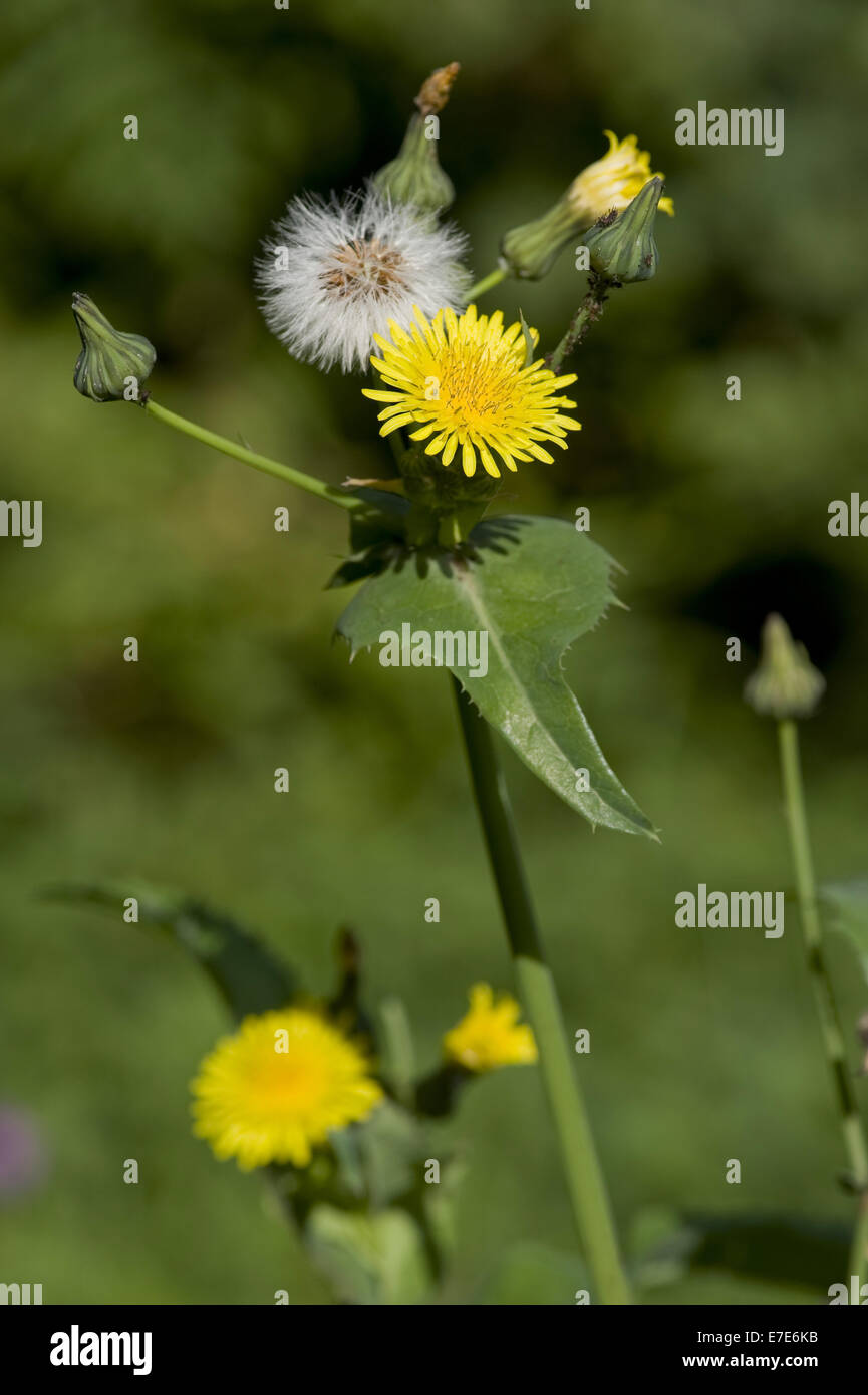 Bordée de Sharp, laiteron Sonchus asper Banque D'Images