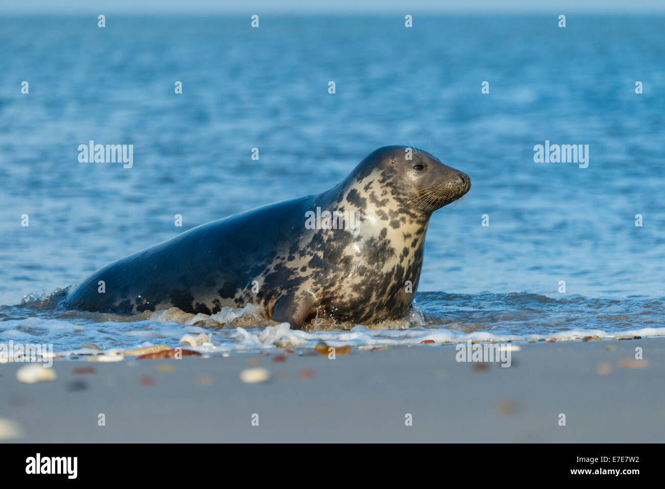 Phoque gris, Halichoerus grypus, Helgoland, mer du Nord, Allemagne Banque D'Images