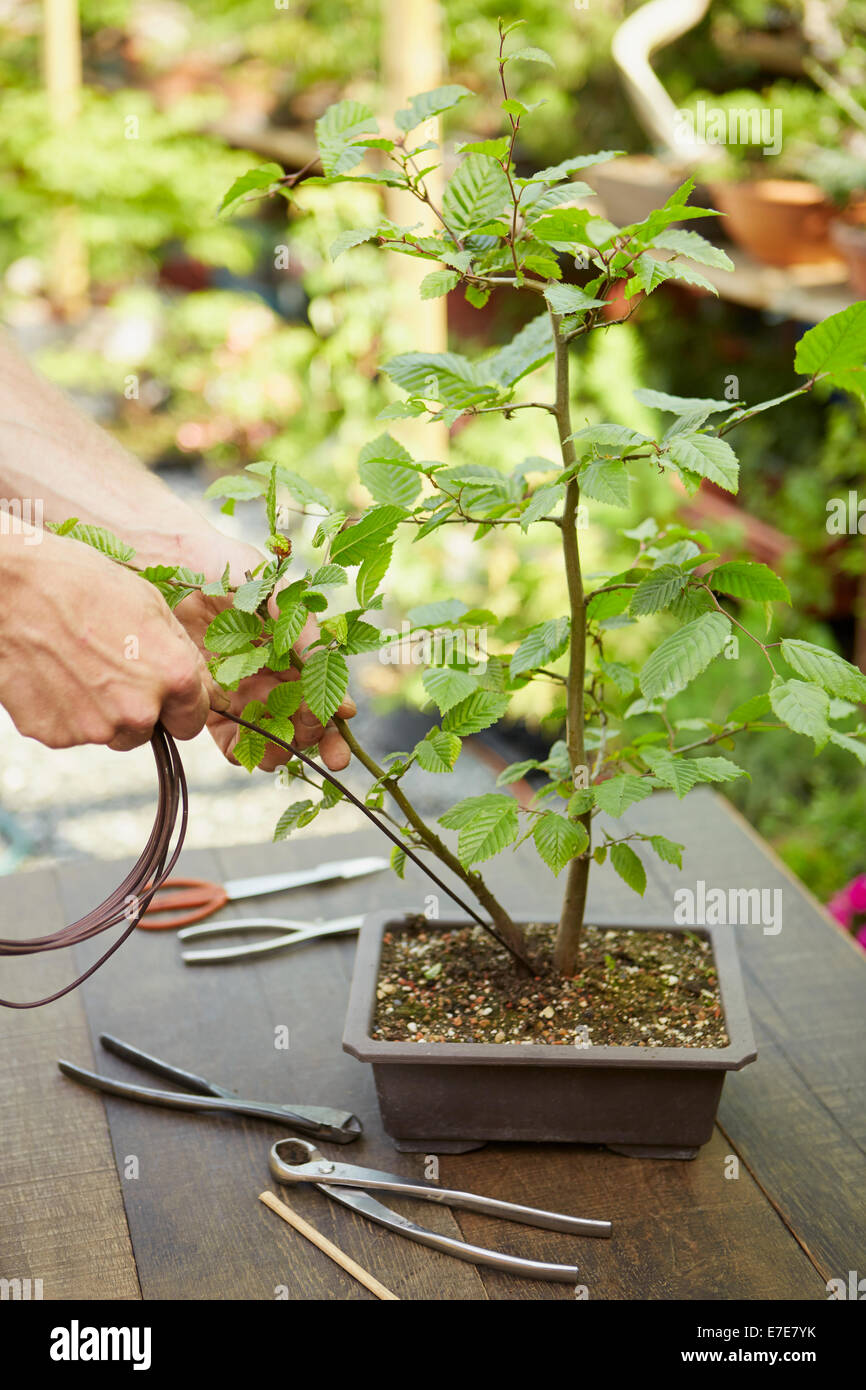 Lits jumeaux Bonsai Trunk, European Hornbeam Carpinus betulus Banque D'Images
