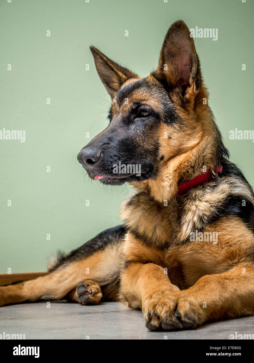 Chiot berger allemand allongé sur le plancher Banque D'Images