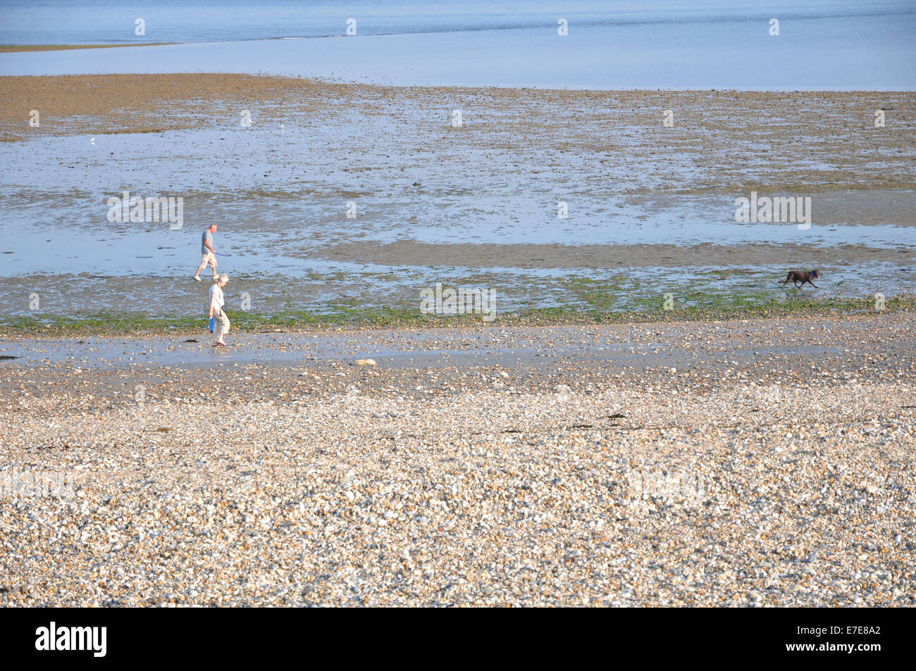 Chien marche sur la plage. Banque D'Images