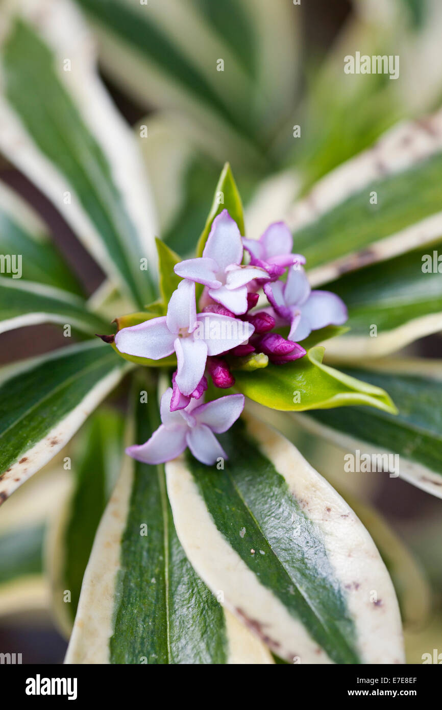Daphne odora mae jima Banque de photographies et d’images à haute
