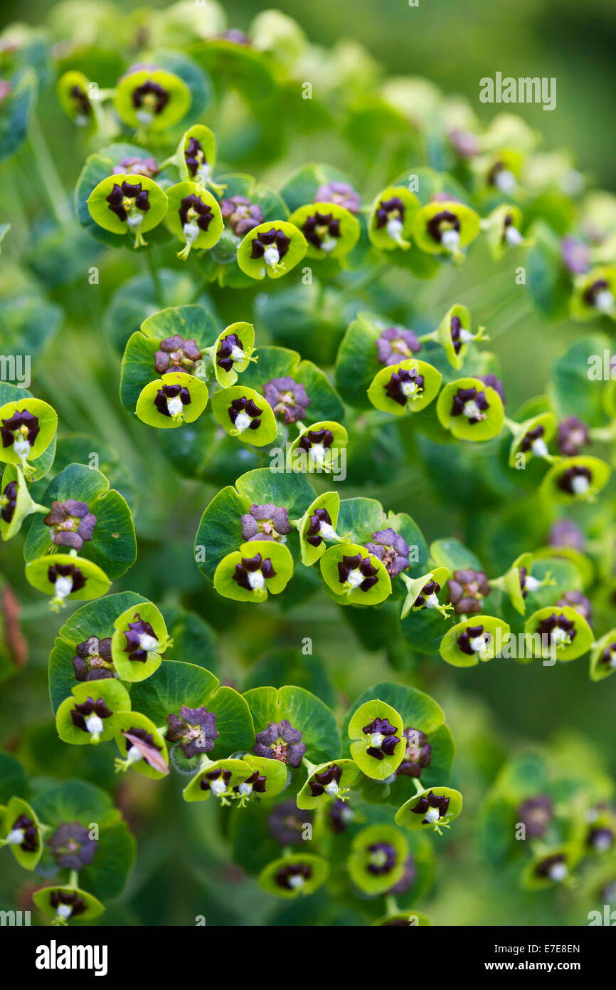 Euphorbia characias 'Black Pearl' Banque D'Images