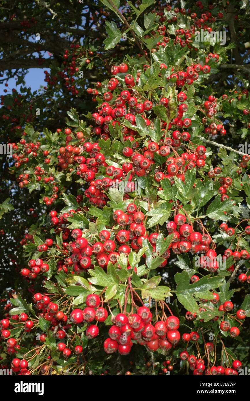 Aubépine, quickthorn ou arbre, Crataegus monogyna avec abondance de petits fruits rouges mûrs à la fin de l'été Banque D'Images