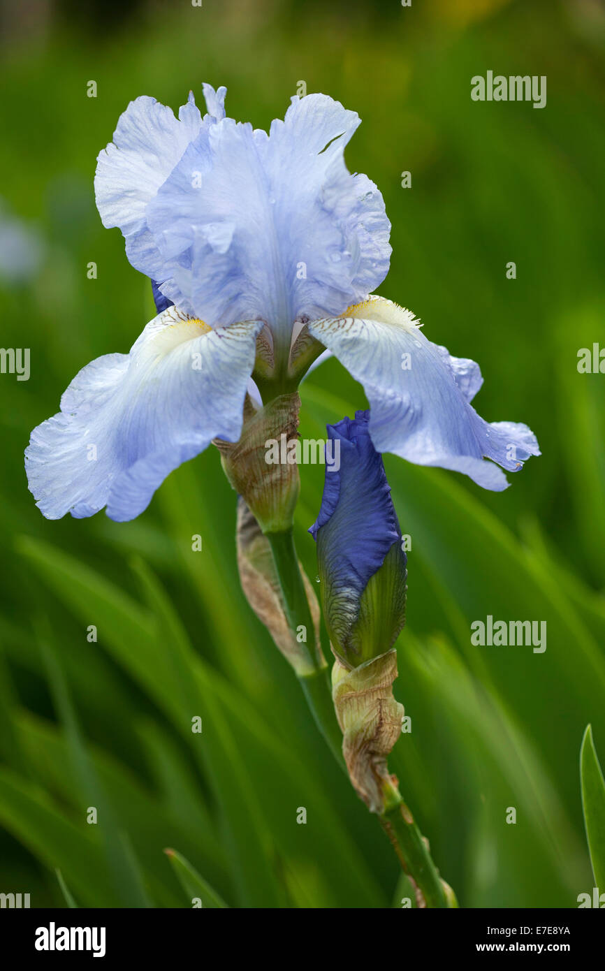 Iris 'Jane Phillips' Banque D'Images
