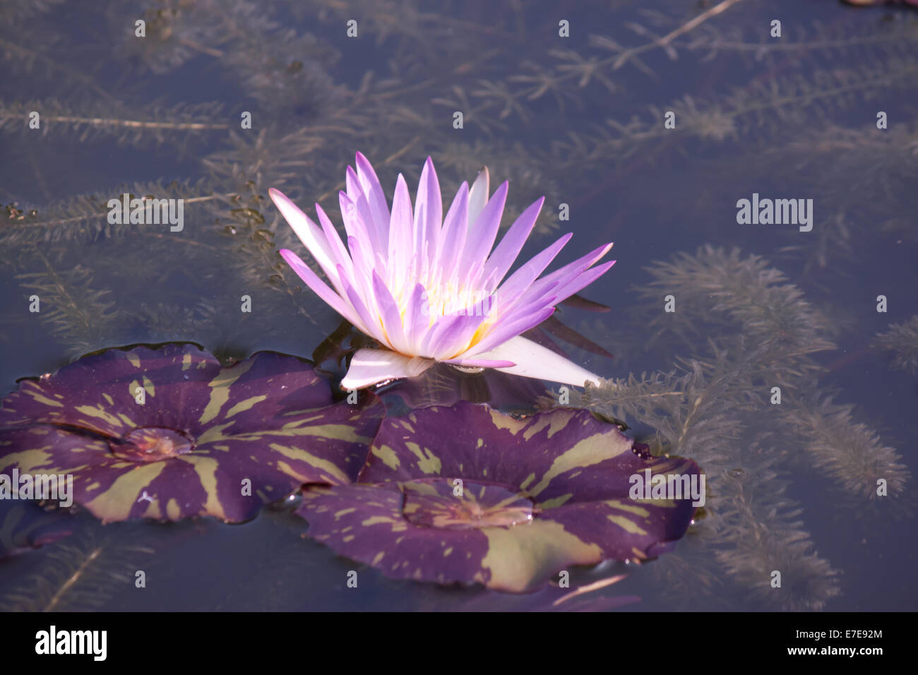 Belle lotus dans l'étang Banque D'Images