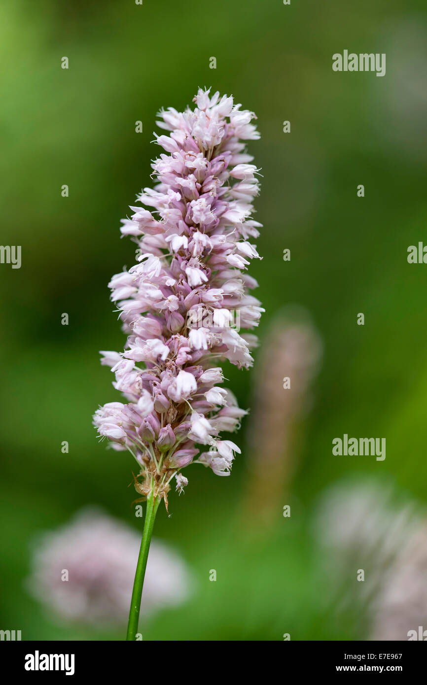 Nom du fichier d'origine:Tiarella wherryi (W) 02.jpg, héritage Asset ID :, Description : Banque D'Images