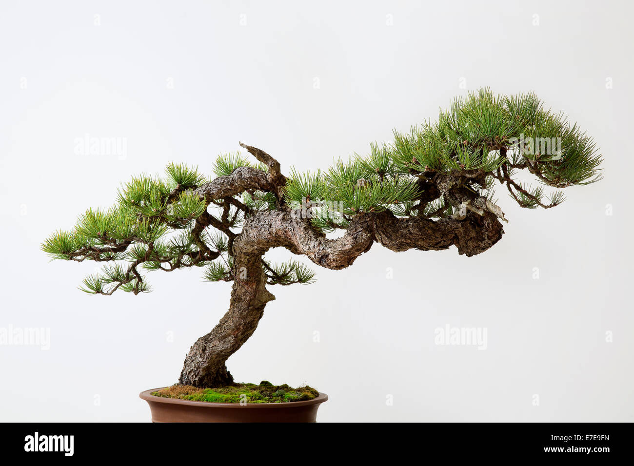Bonsai Pinus ponderosa (pin ponderosa) Banque D'Images