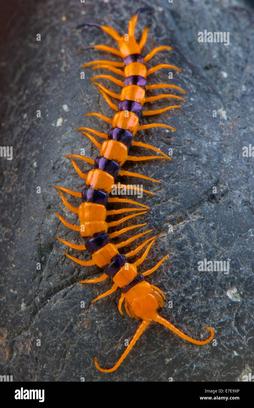 Tigre géant indien / centipede Scolopendra hardwickei Banque D'Images