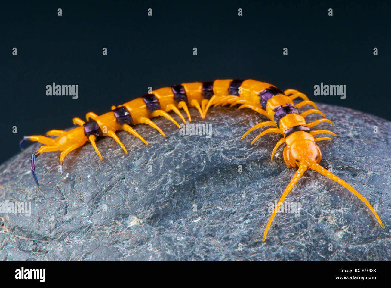 / Centipede Scolopendra hardwickei Banque D'Images