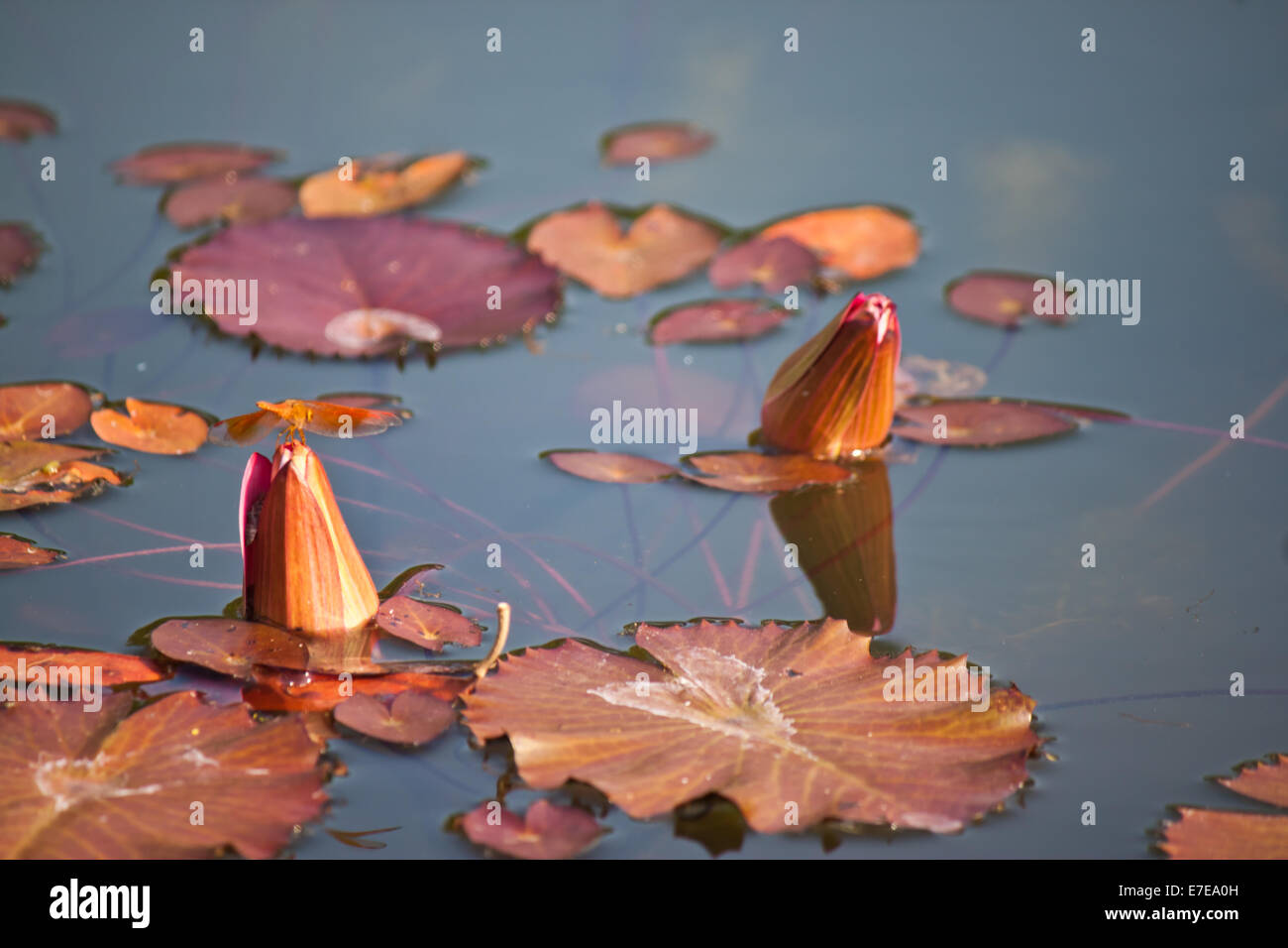 Feuilles de lotus dans l'étang Banque D'Images