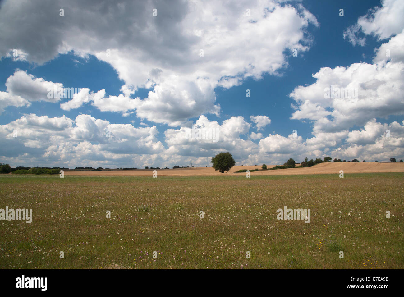 Summer meadow, carwitz feldberger seenlandschaft, 102, district, mecklenburg-vorpommern, Allemagne Banque D'Images