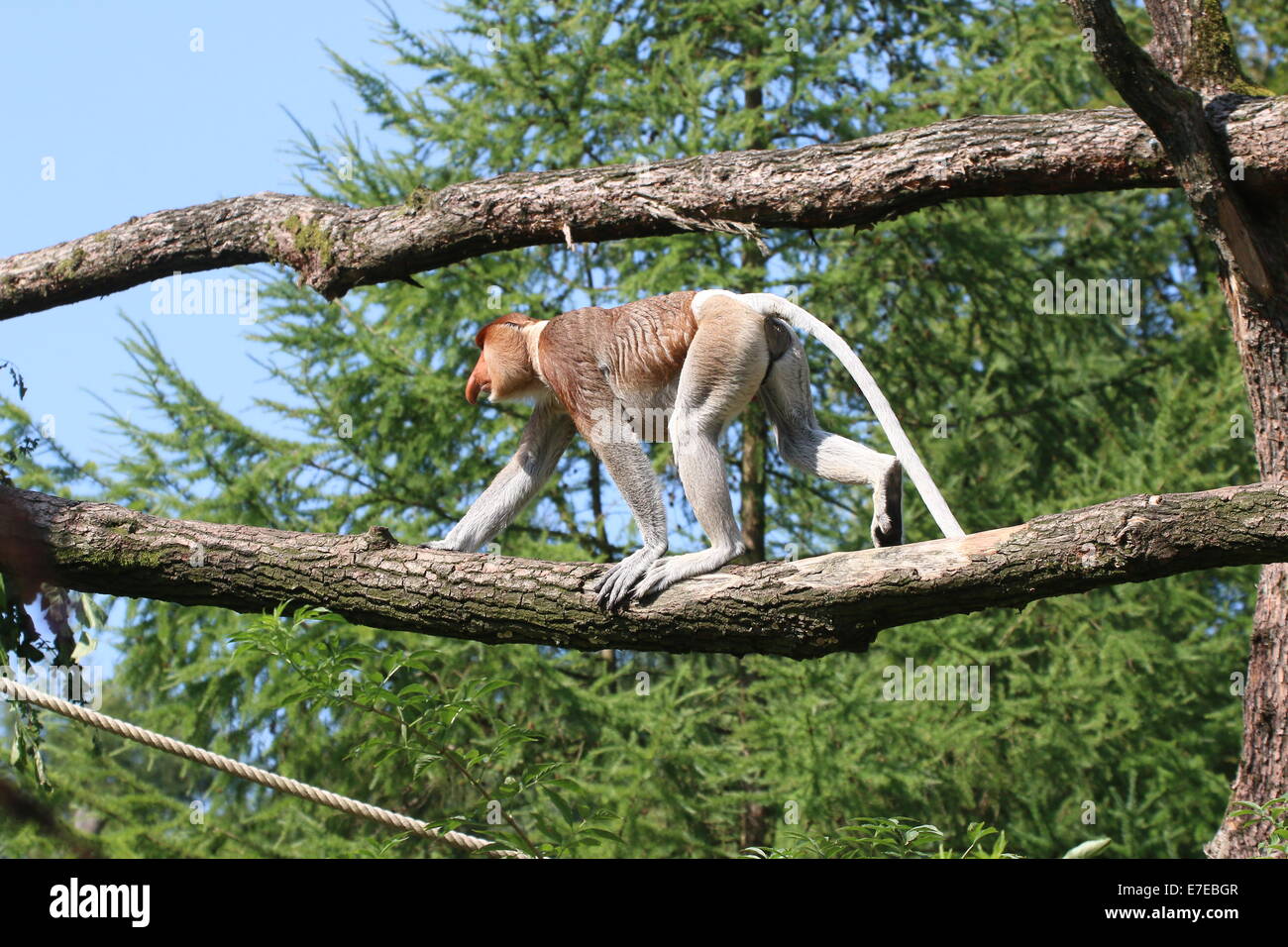 Homme ou Proboscis Monkey bec long (Nasalis larvatus) Balade en hauteur sur une branche au Zoo de primates Apenheul Banque D'Images
