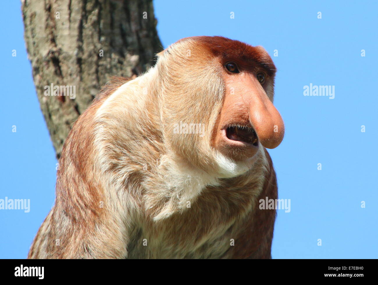 Homme singe Proboscis (Nasalis larvatus) Banque D'Images
