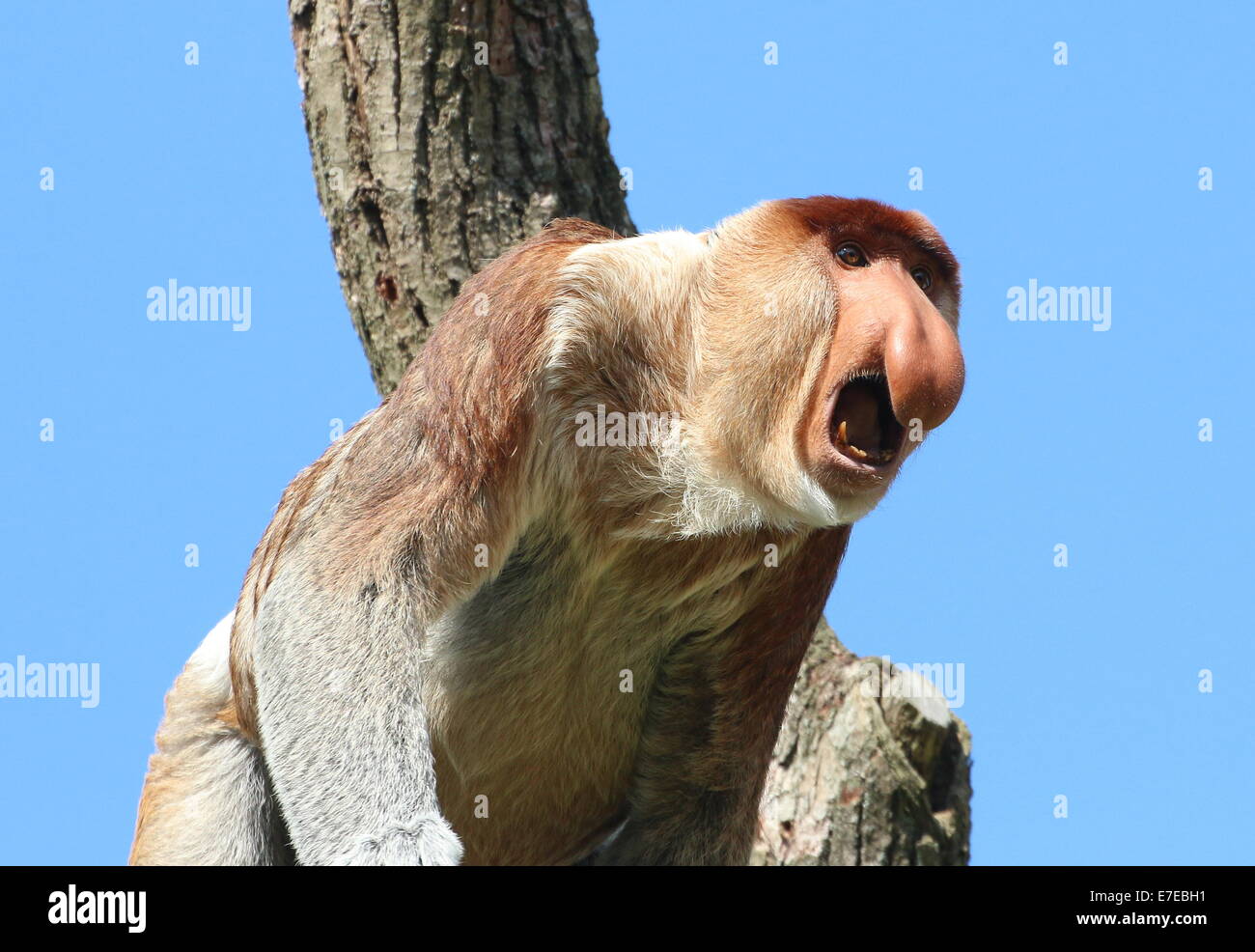 Mâle mature à brailler ou Proboscis Monkey long nez (Nasalis larvatus) Banque D'Images