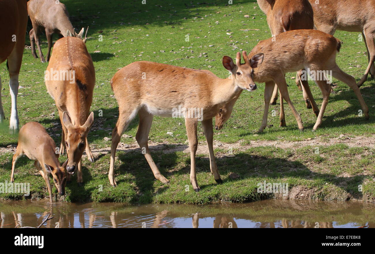 Groupe d'Eld's deer ( Panolia eldii, (RU)Cervus Eldii) alias brow-chevreuil dans Zoo Burger, Arnhem, Pays-Bas Banque D'Images