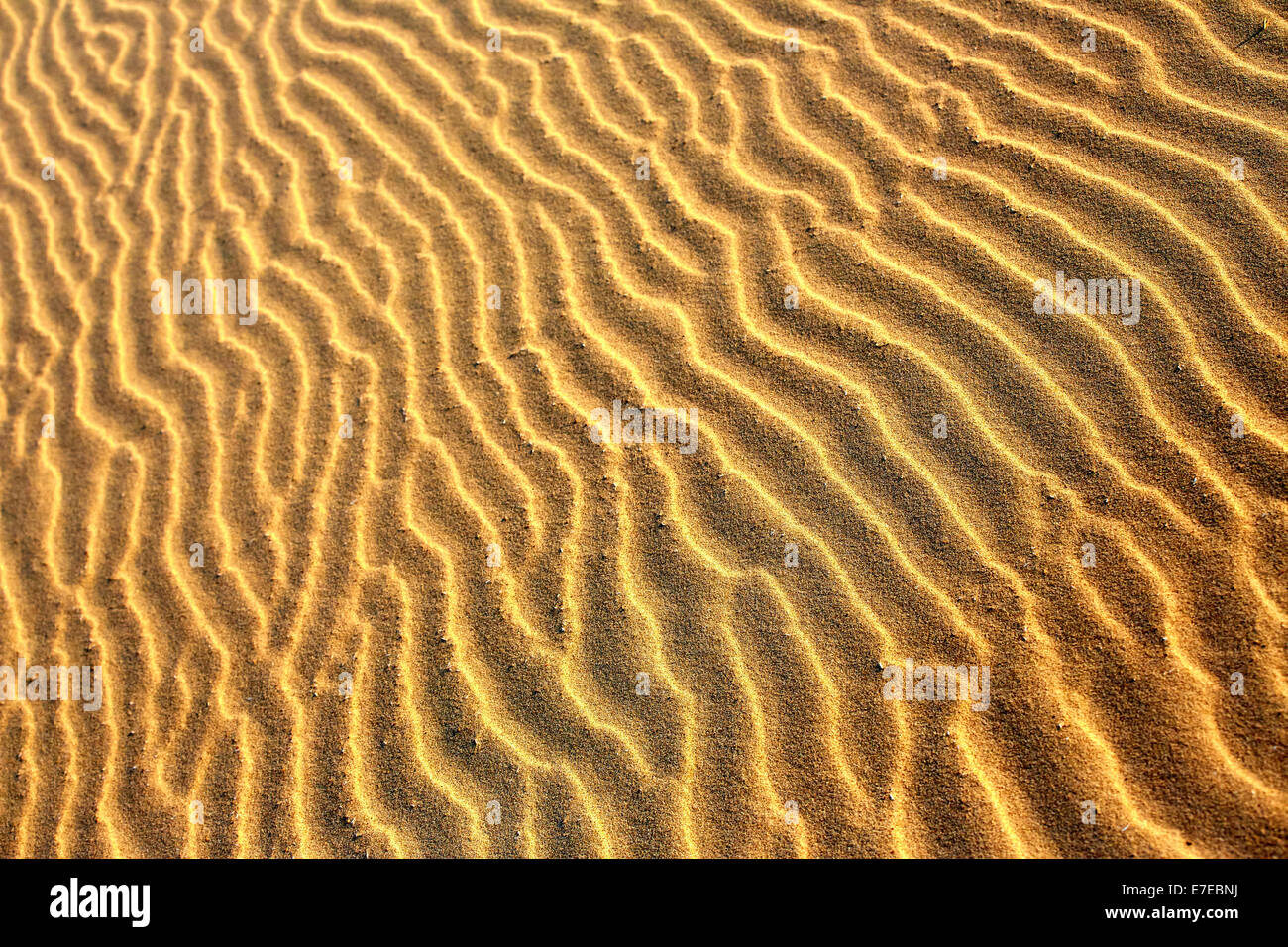 Les lignes de contour sur une plage de sable fin Banque D'Images