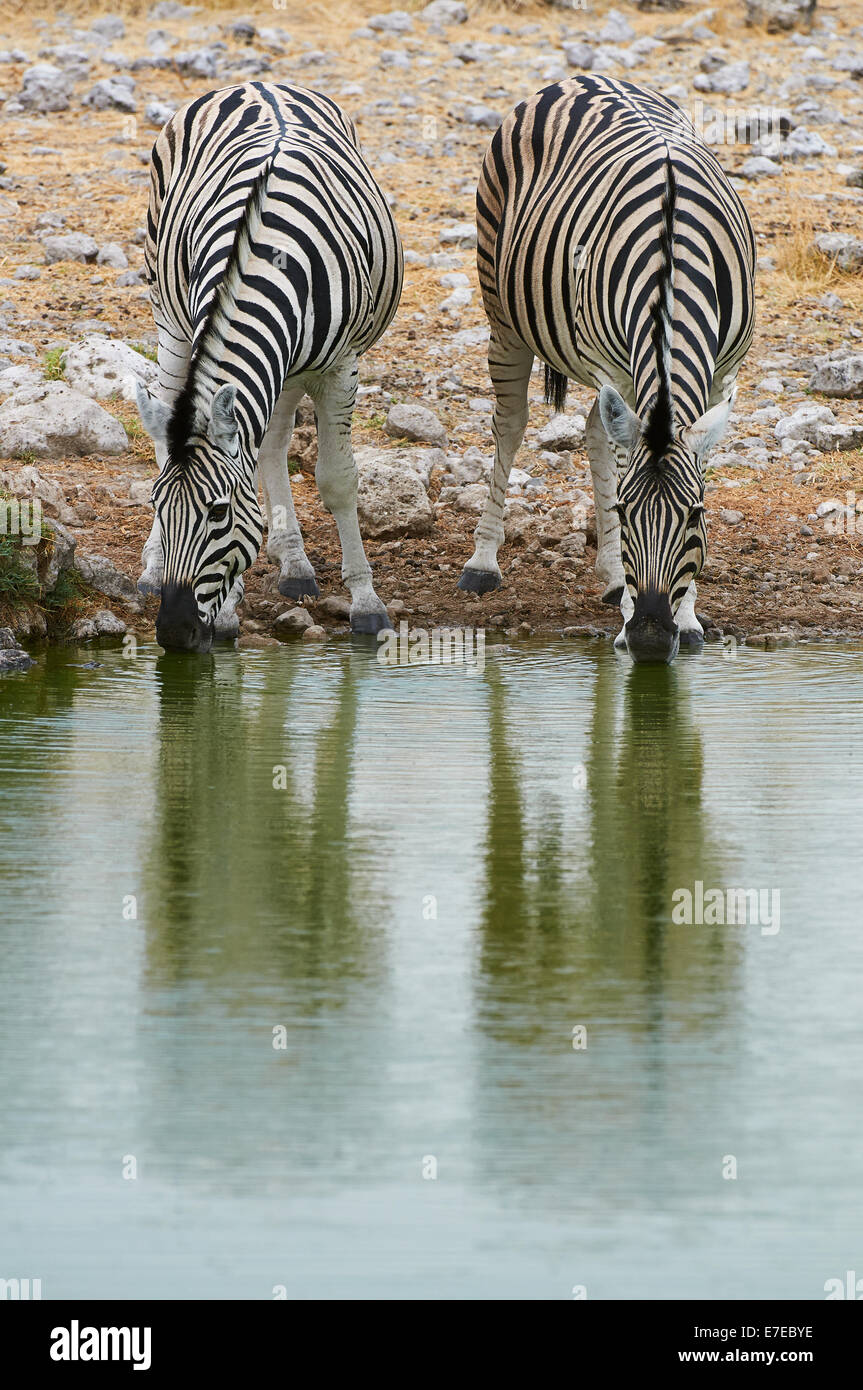 Deux zèbres boire à un étang dans le Parc National d'Etosha Banque D'Images