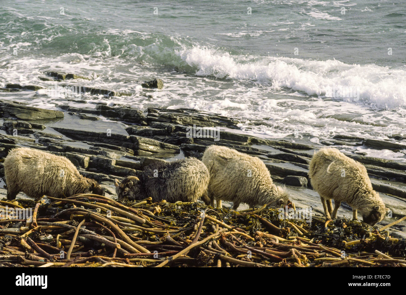 NORTH RONALDSAY ORKNEY SHEEP FEEDING SUR VARECH OU D'ALGUES SUR LA PLAGE Banque D'Images