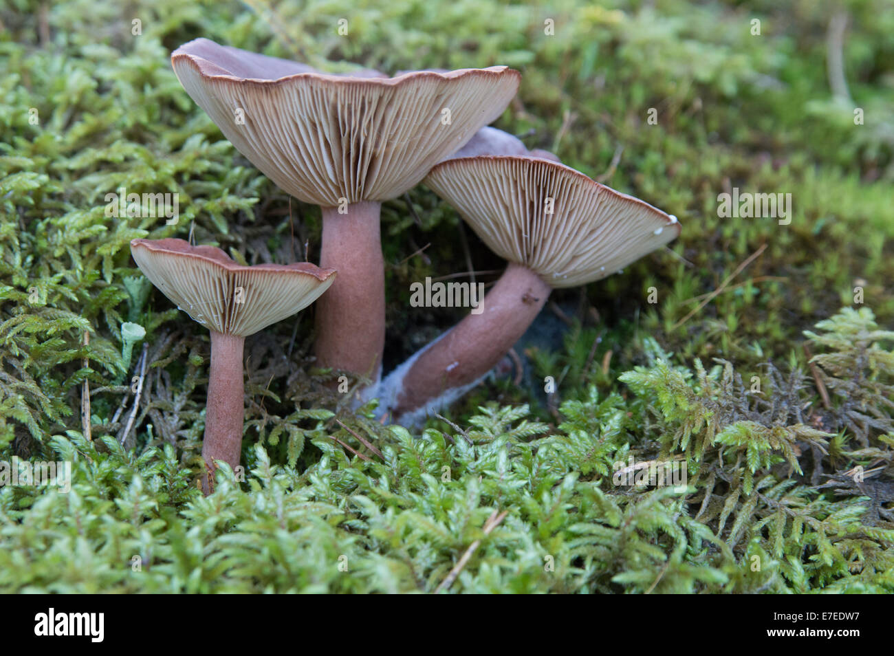 Trois champignons Lactarius rufus dans une forêt finlandaise Banque D'Images