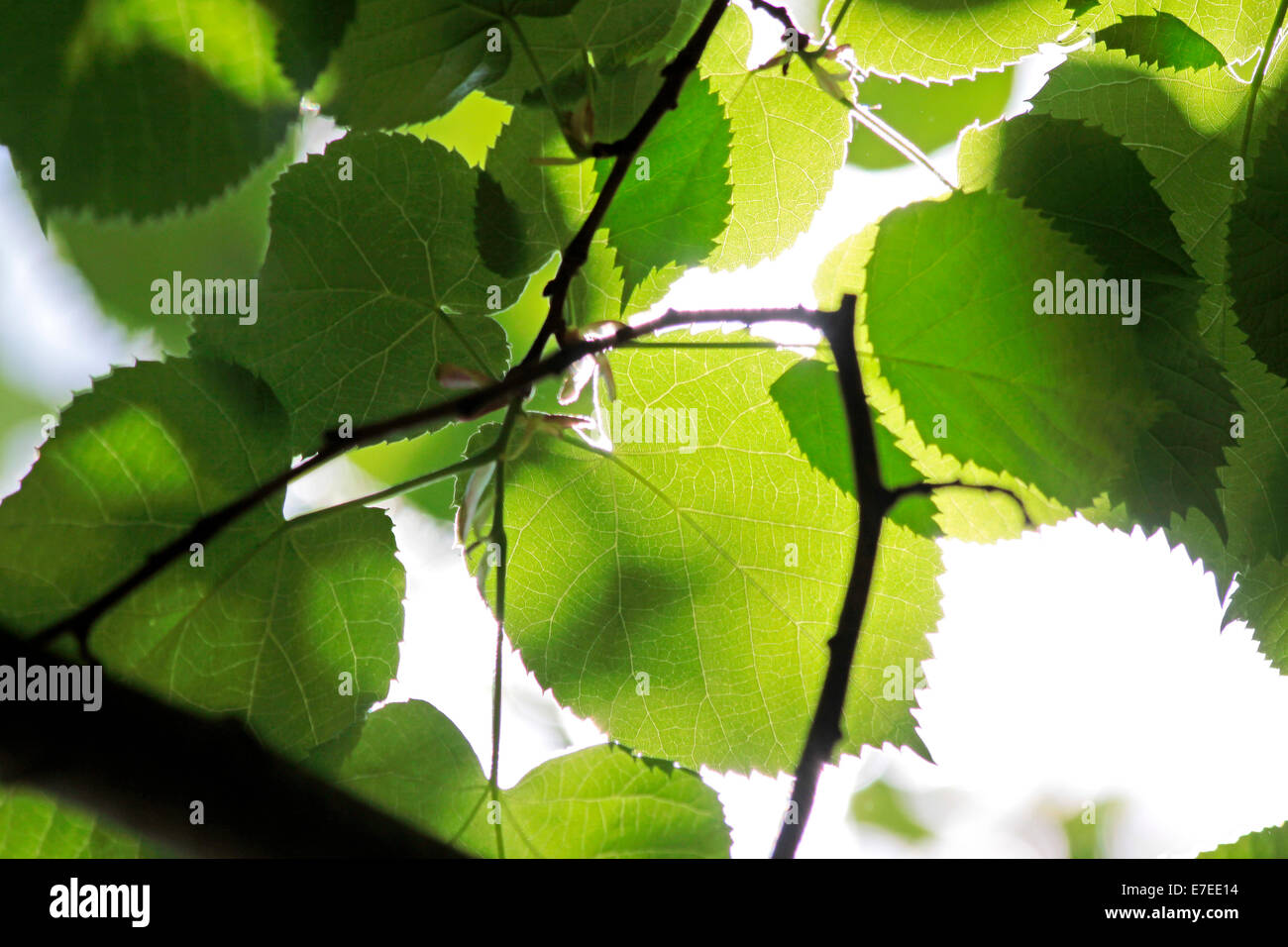 Feuilles De Contreplaqué - Balsa - 15 Pcs - 300 X 200 X 2 Mm - Bois De Tilleul - Bricolage