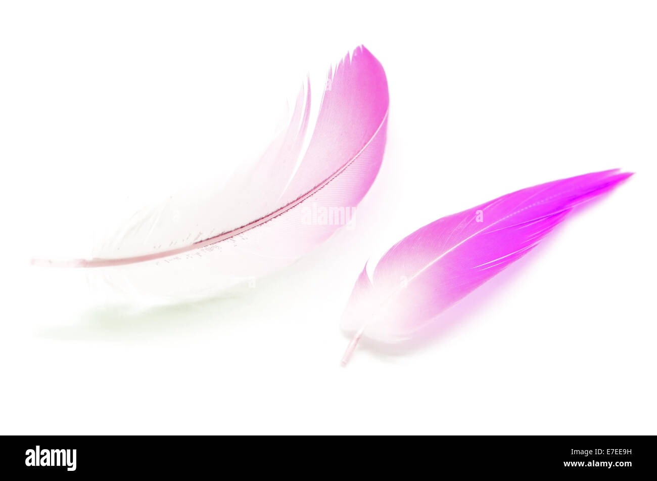 Flamingo feather isolé sur fond blanc, l'image du filtre Banque D'Images