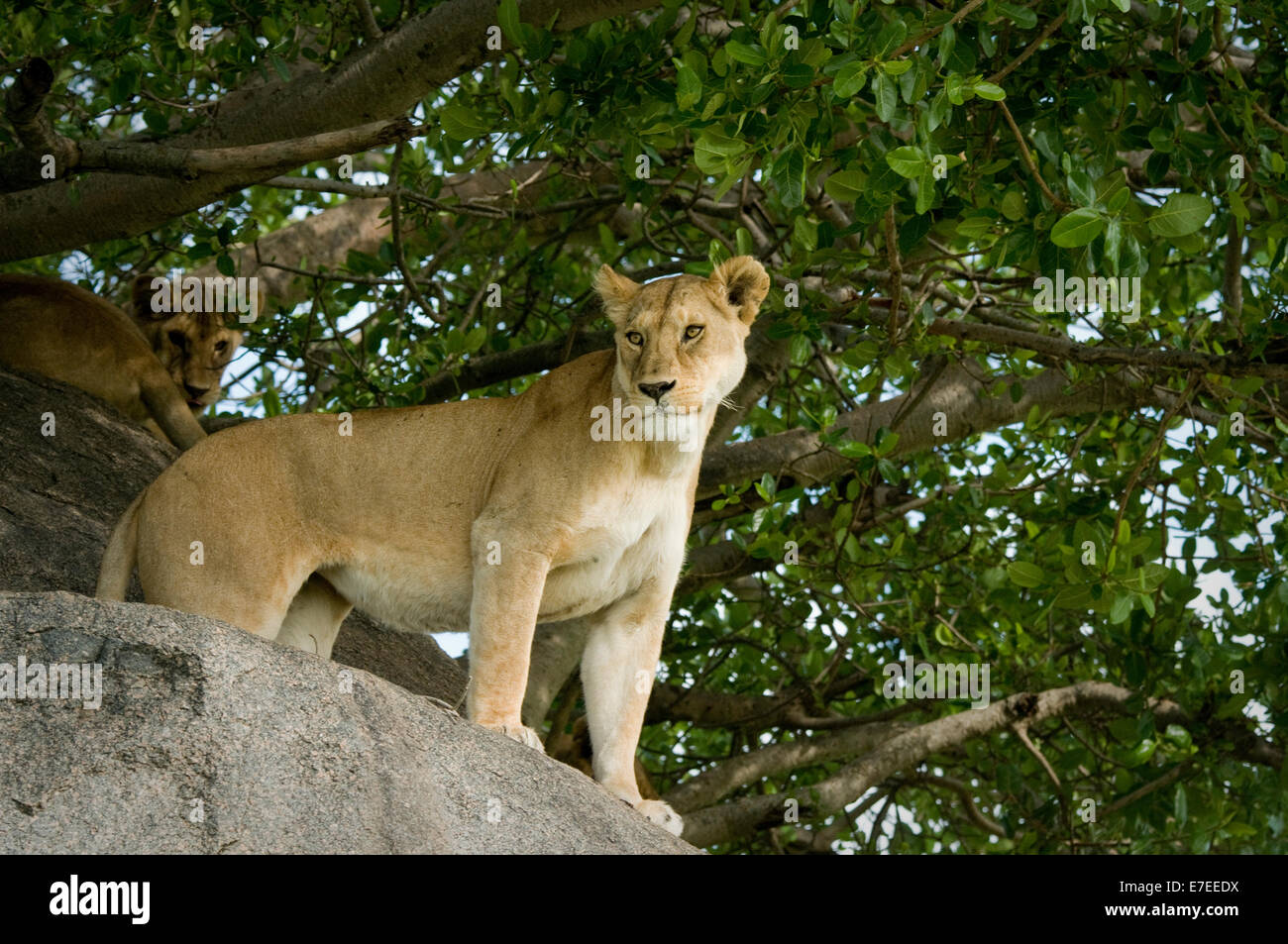 Lion debout sur boulder de kopje Banque D'Images