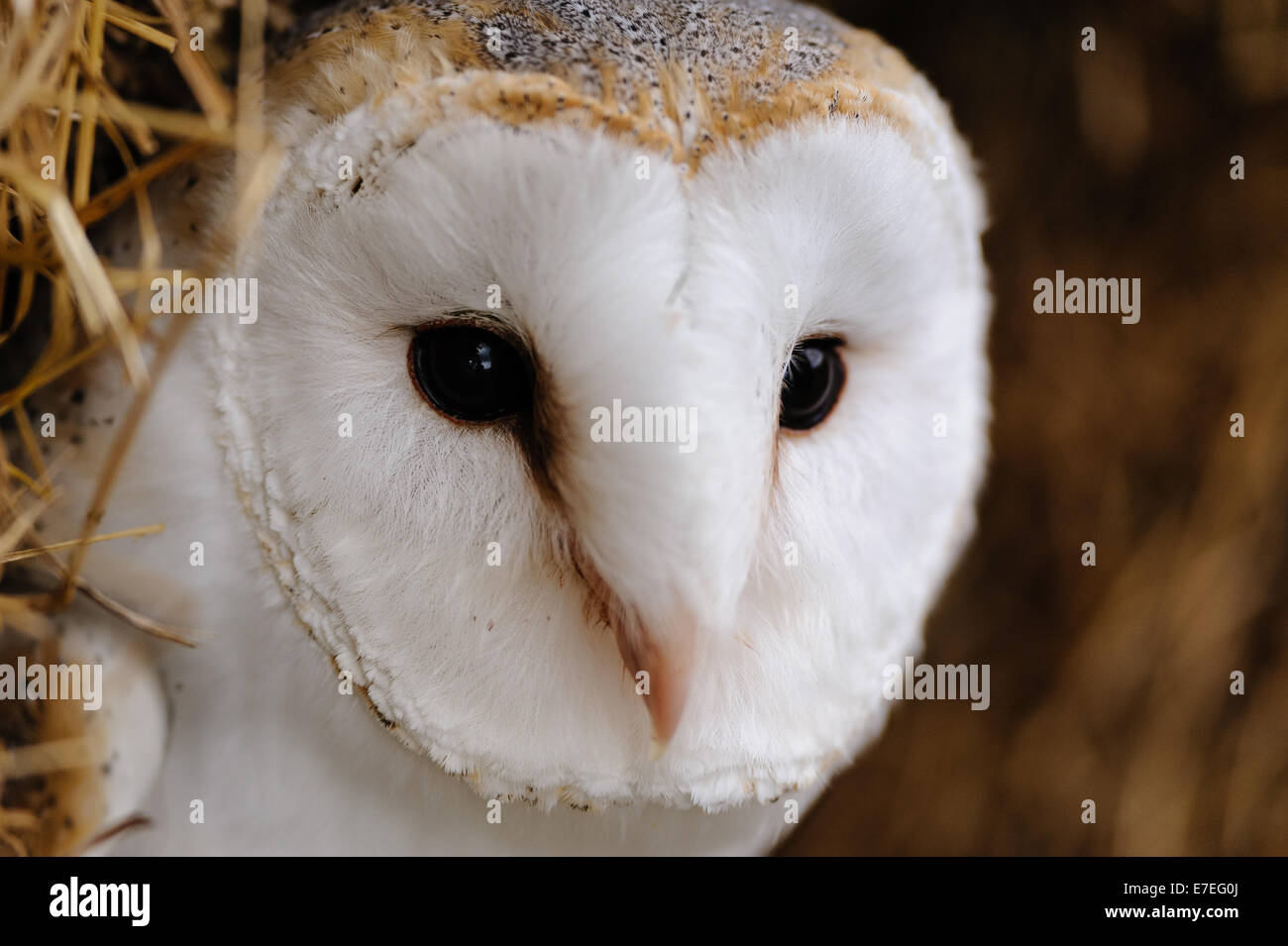 Barn Owl Portrait Banque D'Images