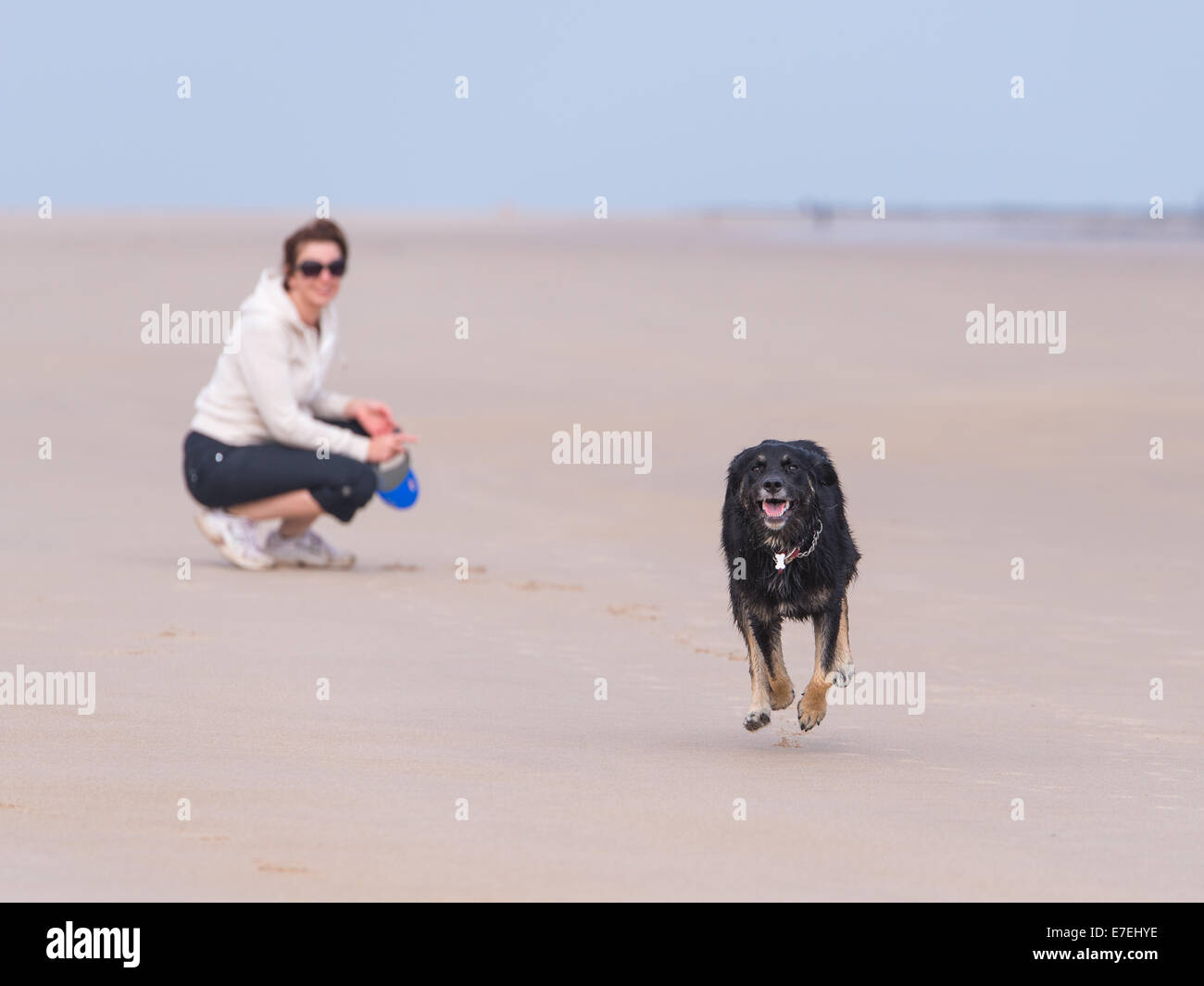 Chien qui court sur la plage Banque D'Images